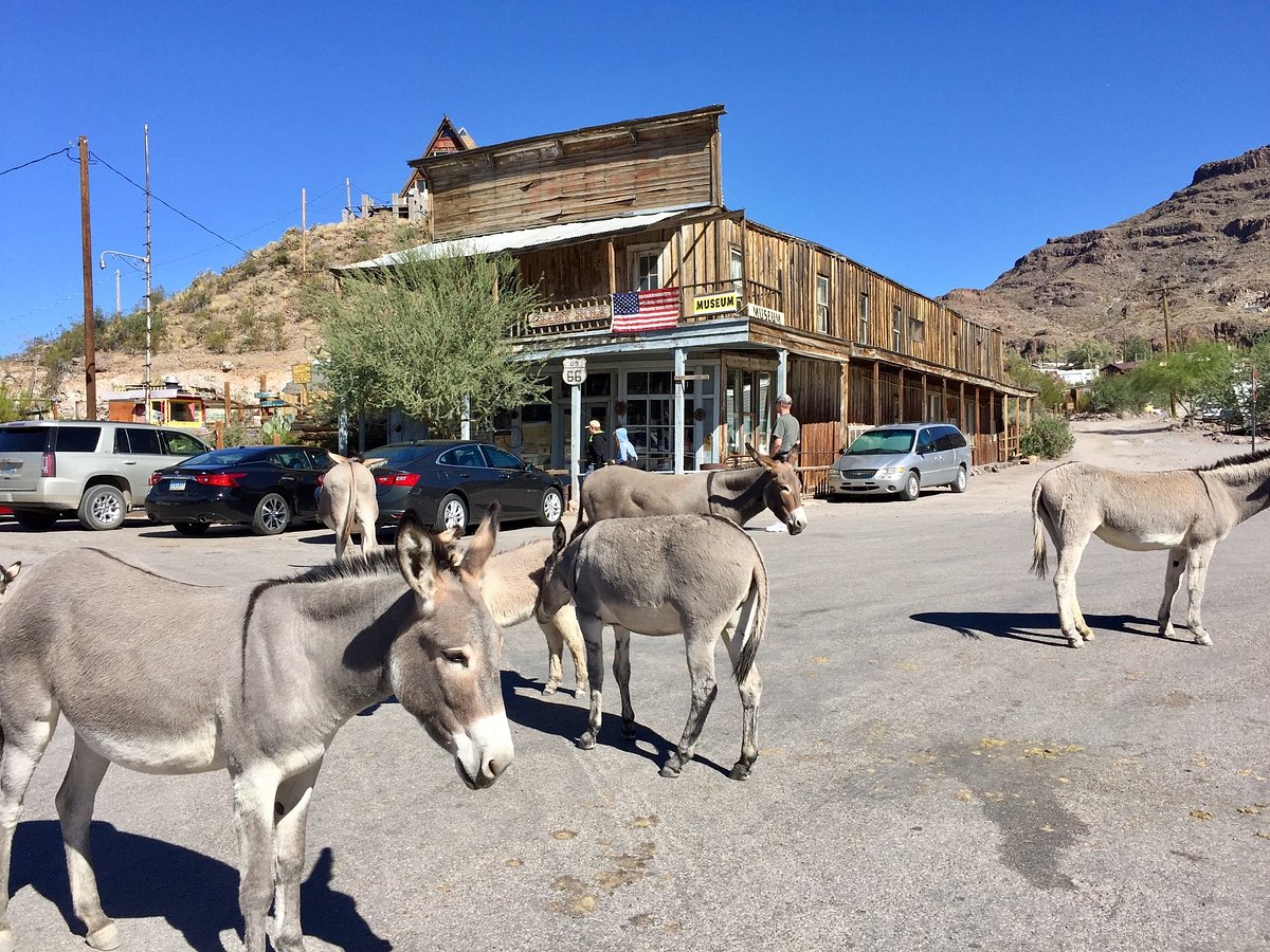 No meio do deserto, uma cidade fantasma virou o paraíso dos burros