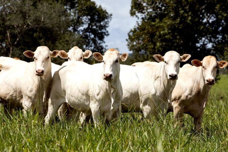Projeto no Araguaia quer restaurar 100 mil hectares de pastagens degradadas