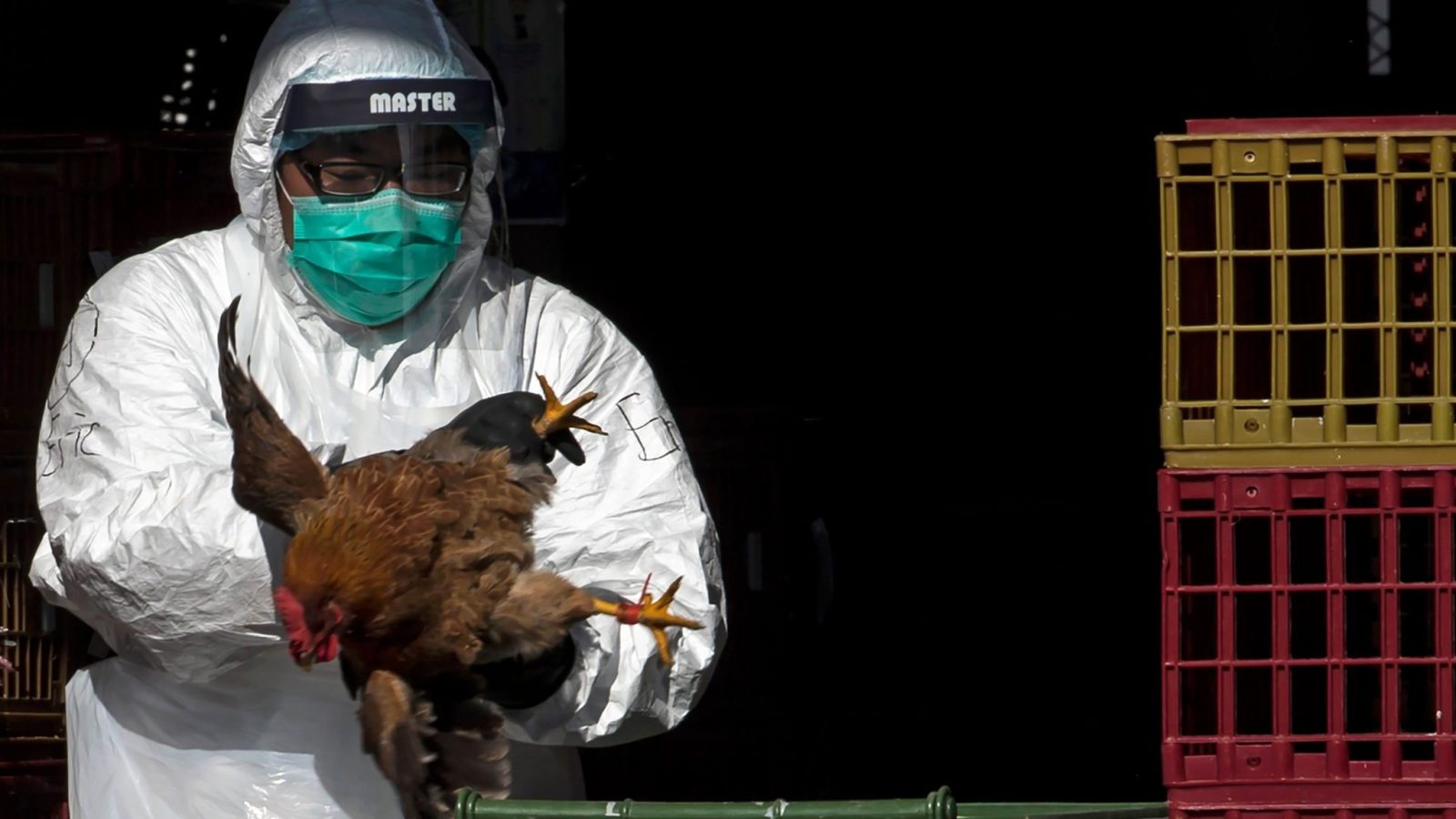Gripe aviária: Japão suspende importação de frango de duas cidades brasileiras