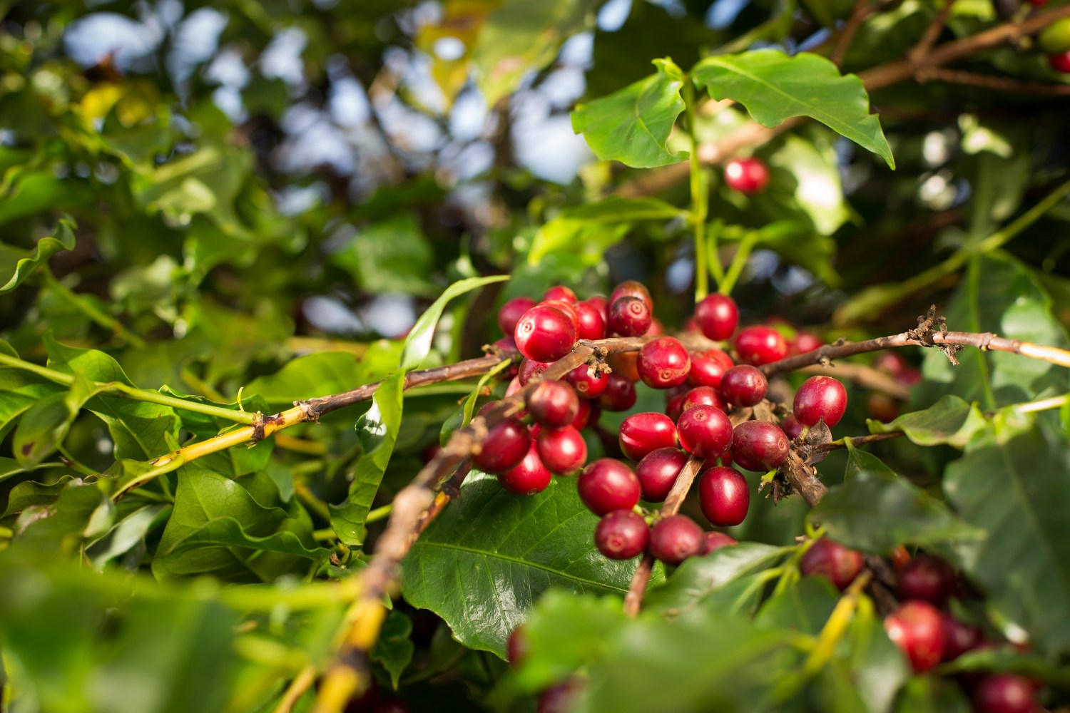 Café: Incertezas prevalecem às vésperas do início da tarifa dos EUA