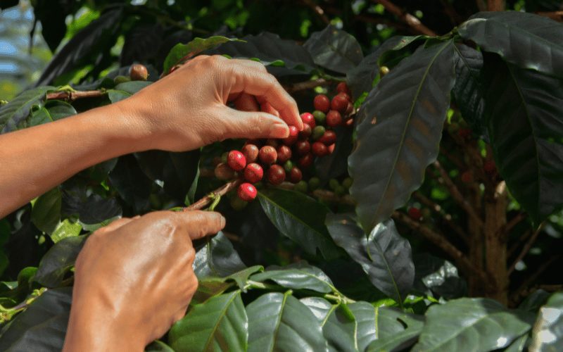 Café: colheita na área de atuação da Cooxupé atinge 67% (59% na semana anterior)
