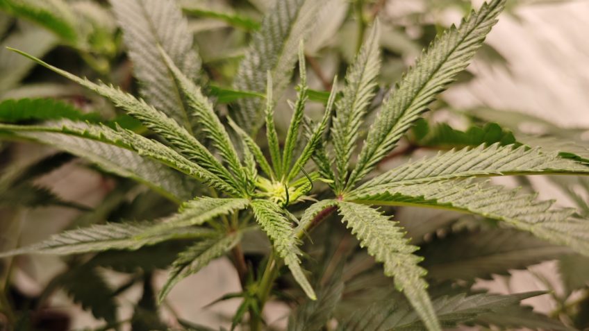 Brasil regulamenta importação de sementes de cannabis