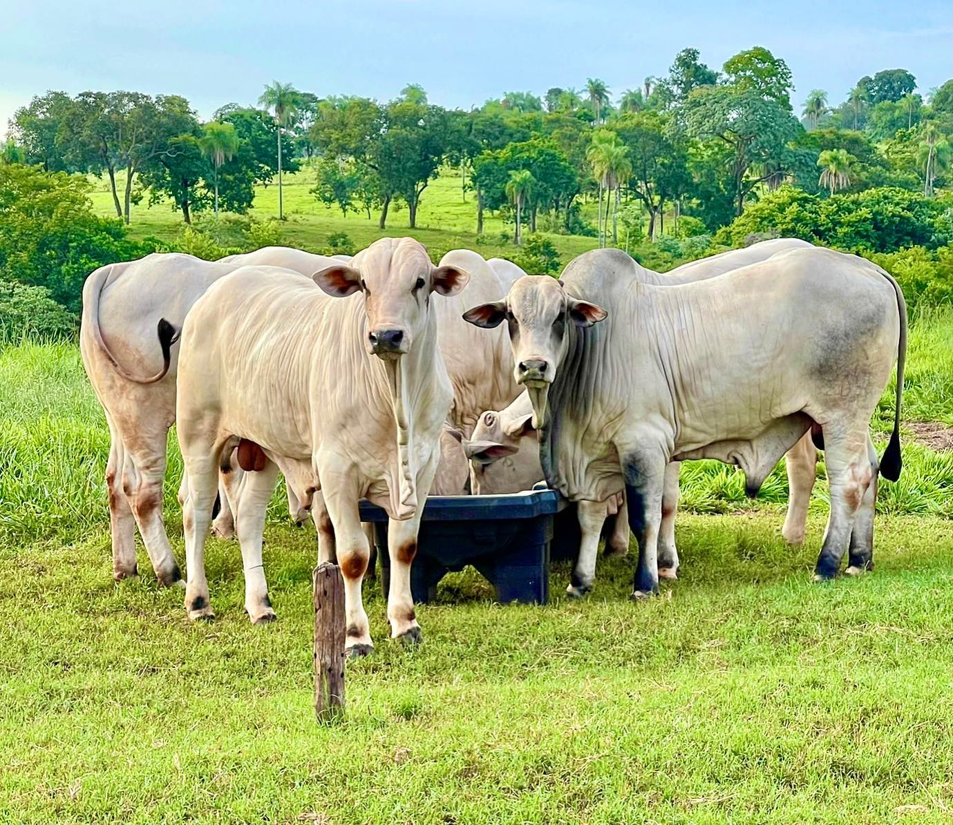 Mapa abre consulta pública sobre uso de aditivos com antimicrobianos
