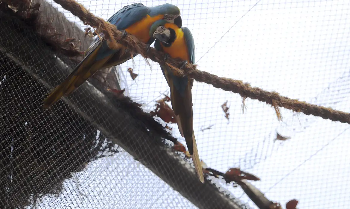Morte de mais quatro aves fecha ao público zoológico do Rio