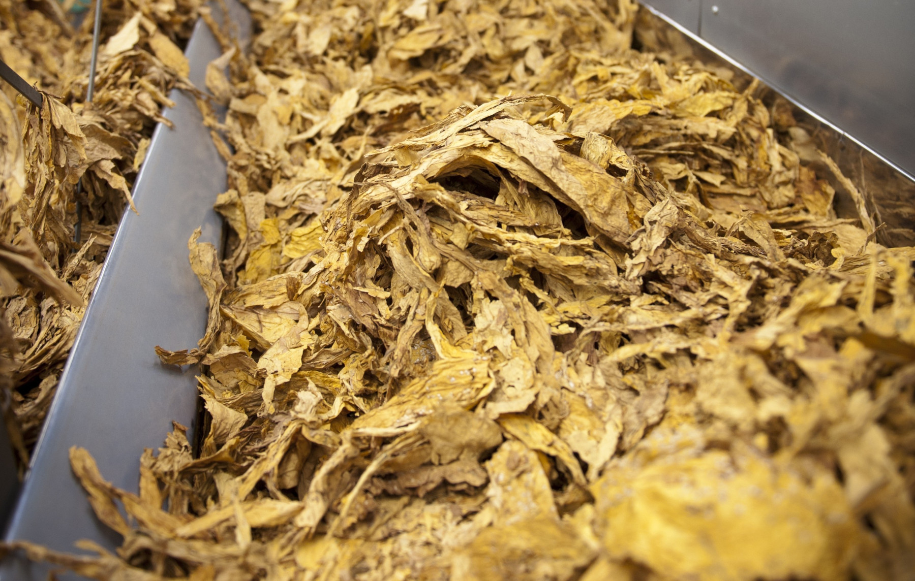 Sinditabaco espera ‘redução drástica’ de tabaco exportado aos EUA após tarifaço
