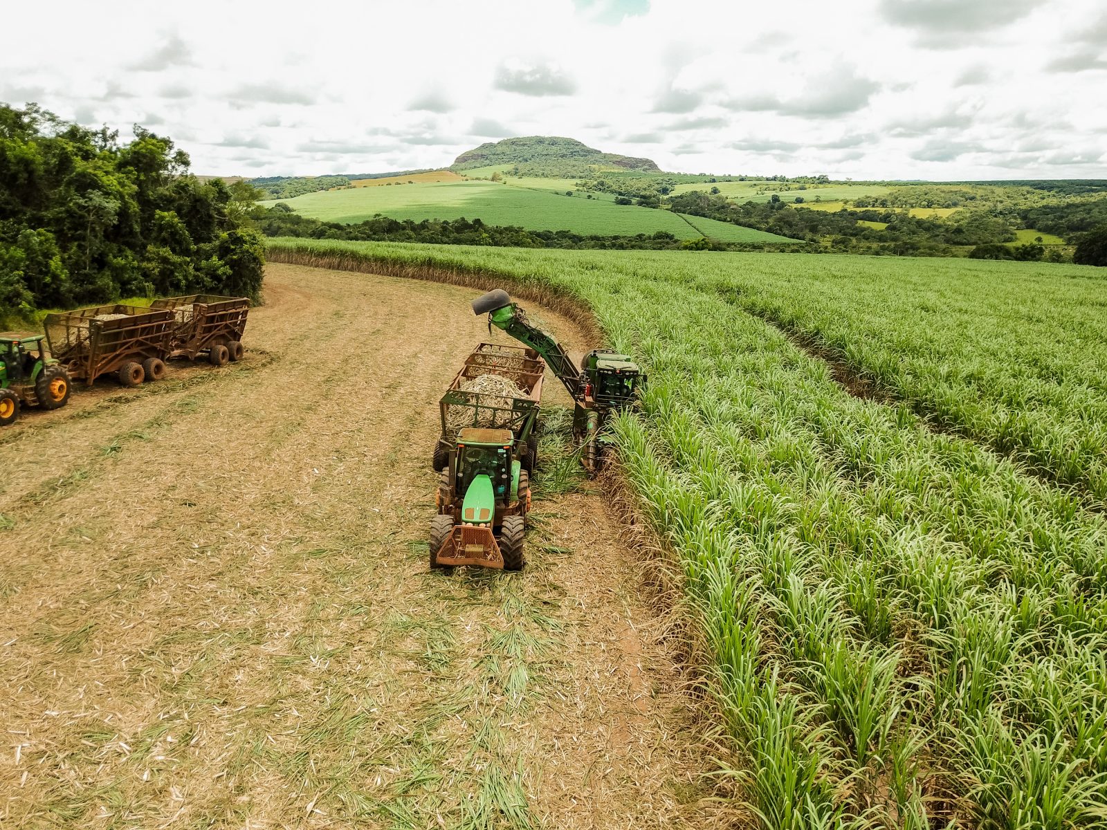 UNICA: Moagem atinge 50 milhões de toneladas na primeira quinzena de julho
