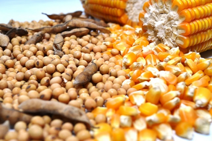 DATAGRO projeta nova alta na produção brasileira de soja e milho para a safra 2025/26