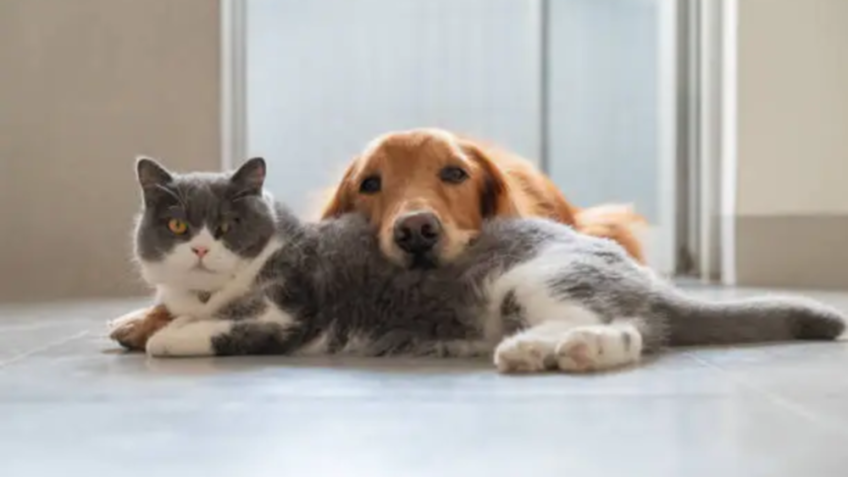 Entenda a lei que proíbe testes de cosméticos em animais