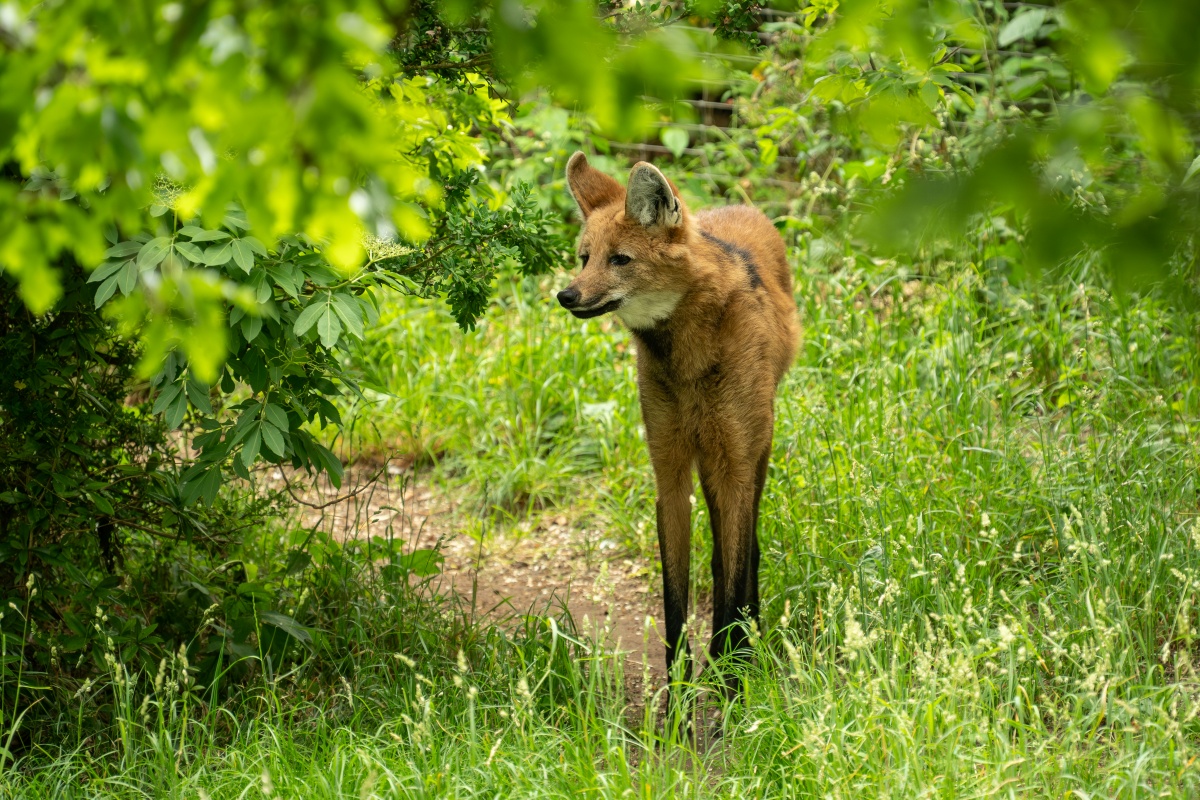 Autoridades da Holanda investigam ataque de lobo a menino de 6 anos