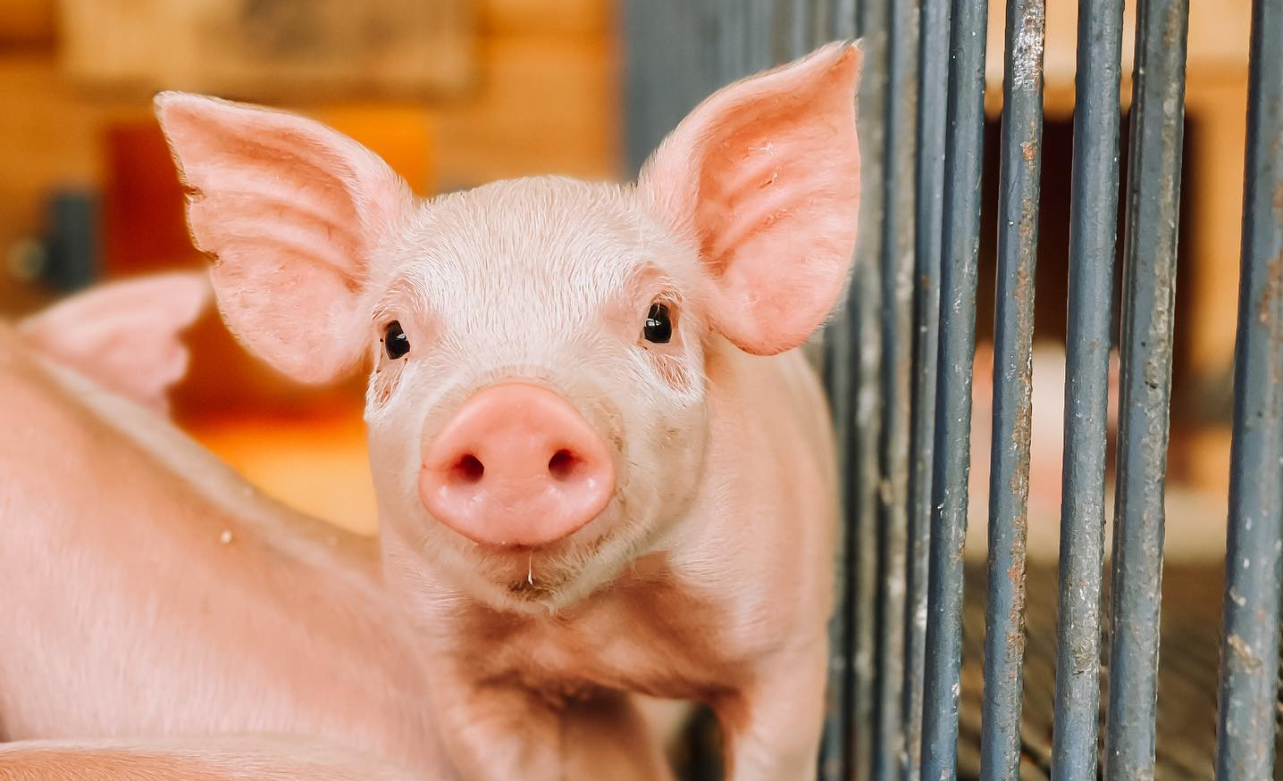 ABPA lança nova fase de campanha de prevenção à PSA