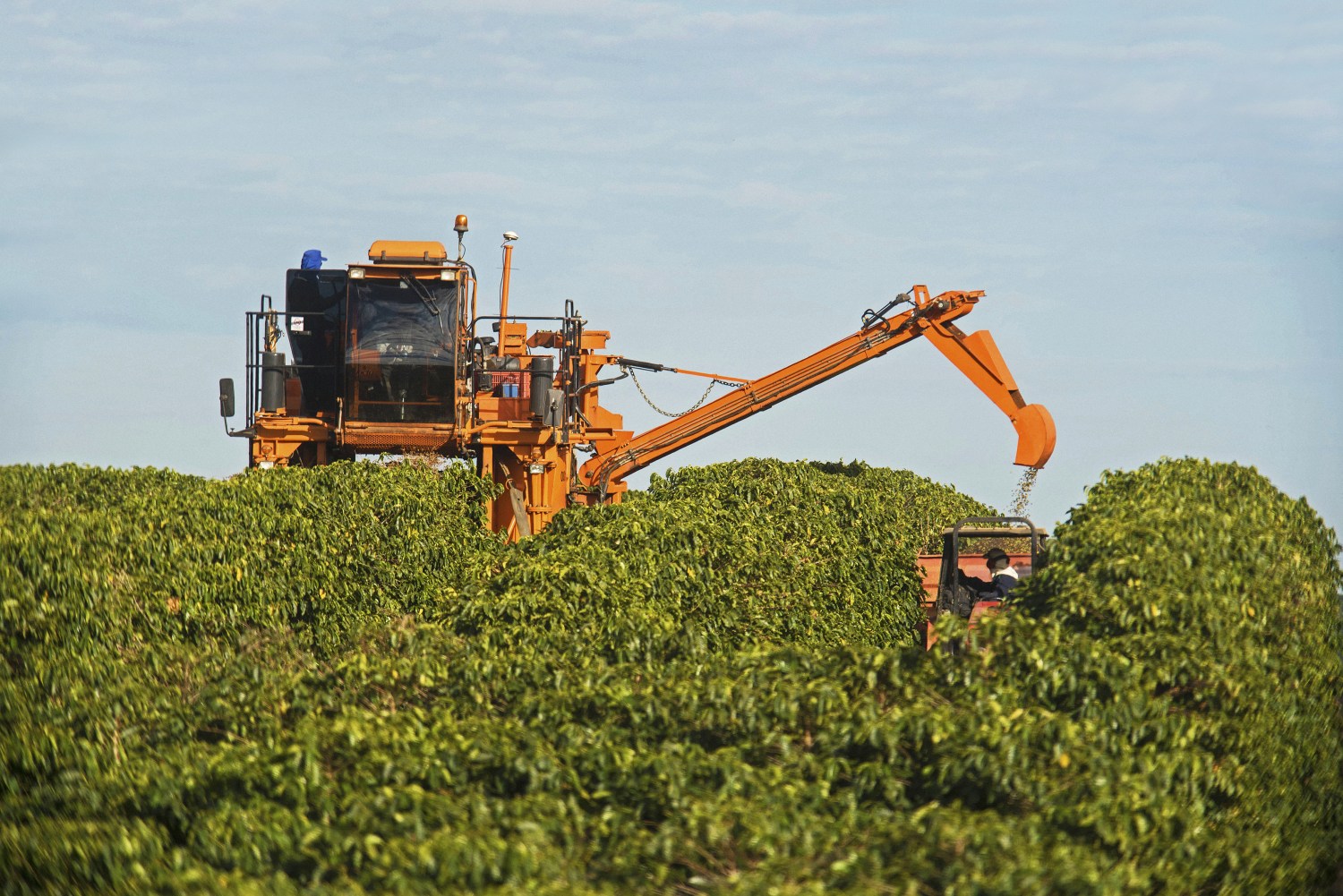 Capal: colheita do café chega a 85% com boa produtividade média, apesar dos desafios climáticos