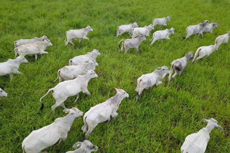 Passo a passo para realizar uma boa adubação da pastagem
