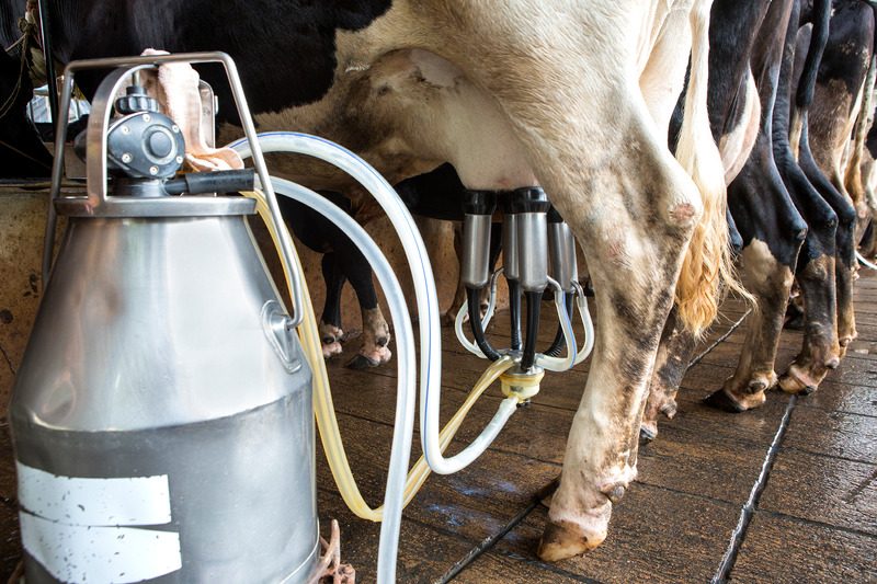 Passo a passo para garantir uma limpeza eficiente da ordenha mecânica