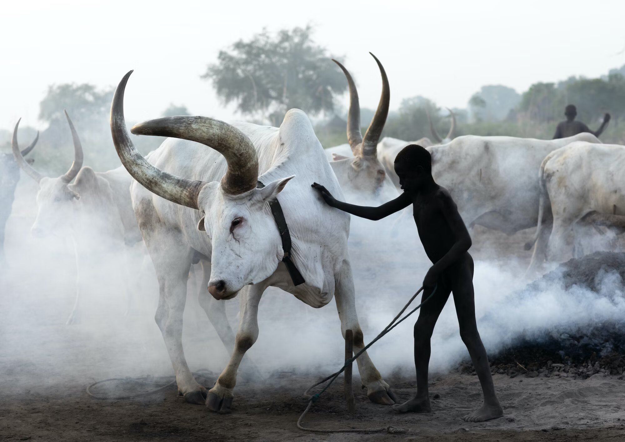 Conheça o gado Abigar, o imponente bovino africano criado por tribos nômades