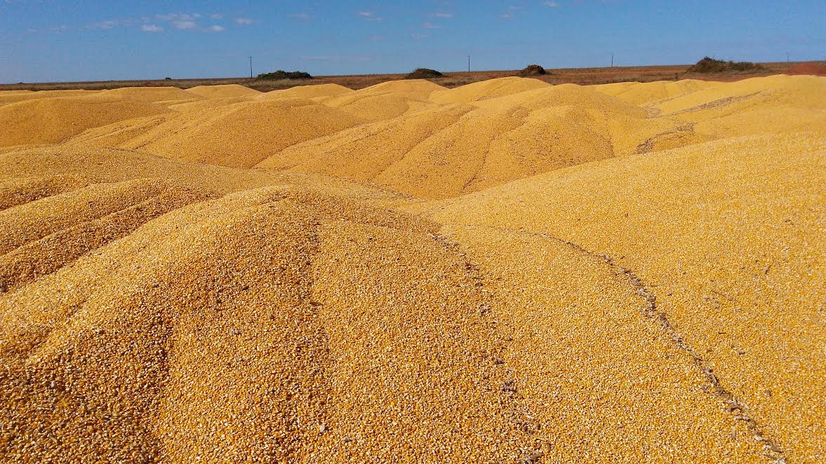 Exportadores dos EUA vendem 352 mil t de milho a destinos não revelados