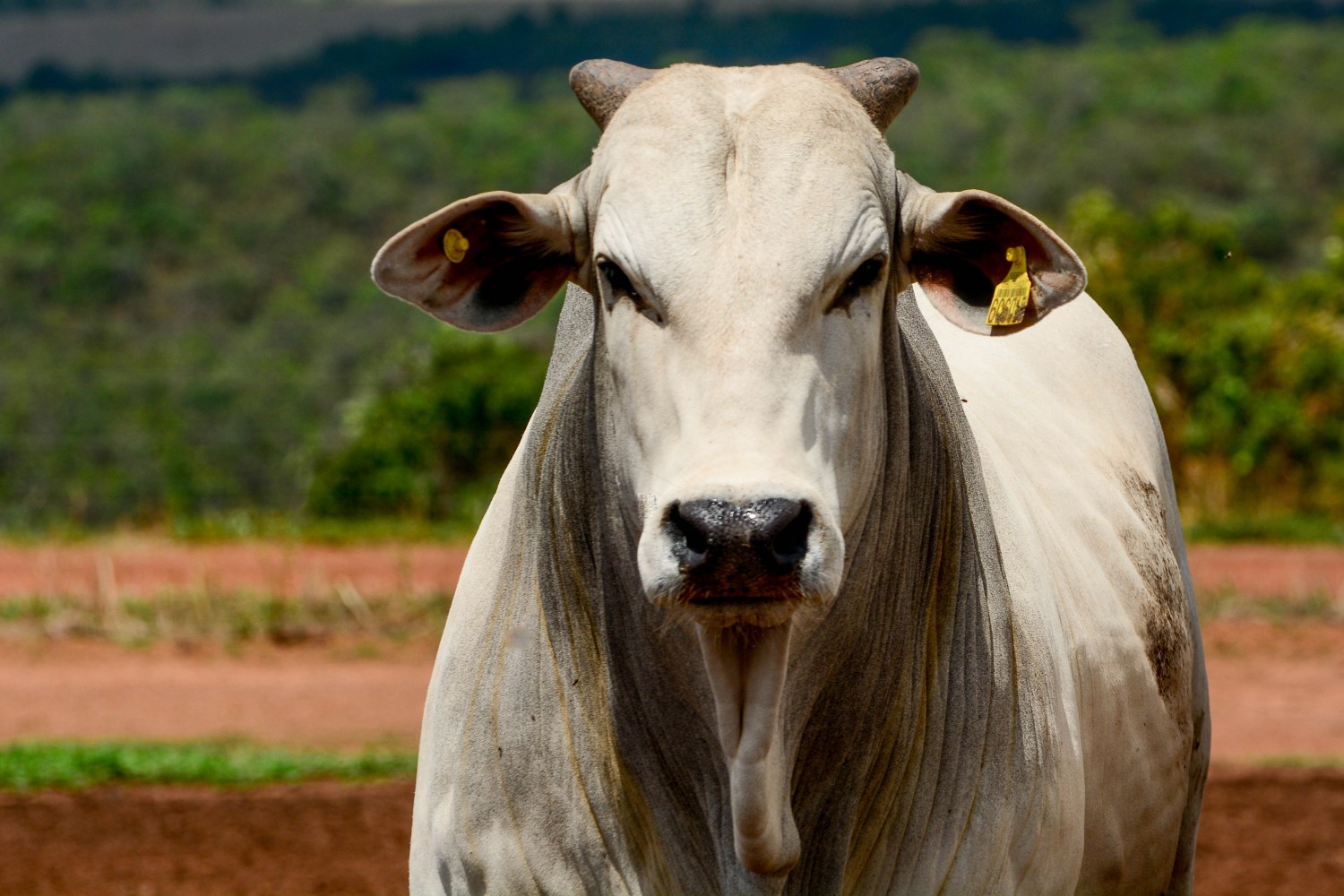 Preços do boi cedem em julho no Brasil, com cenário incerto nas exportações