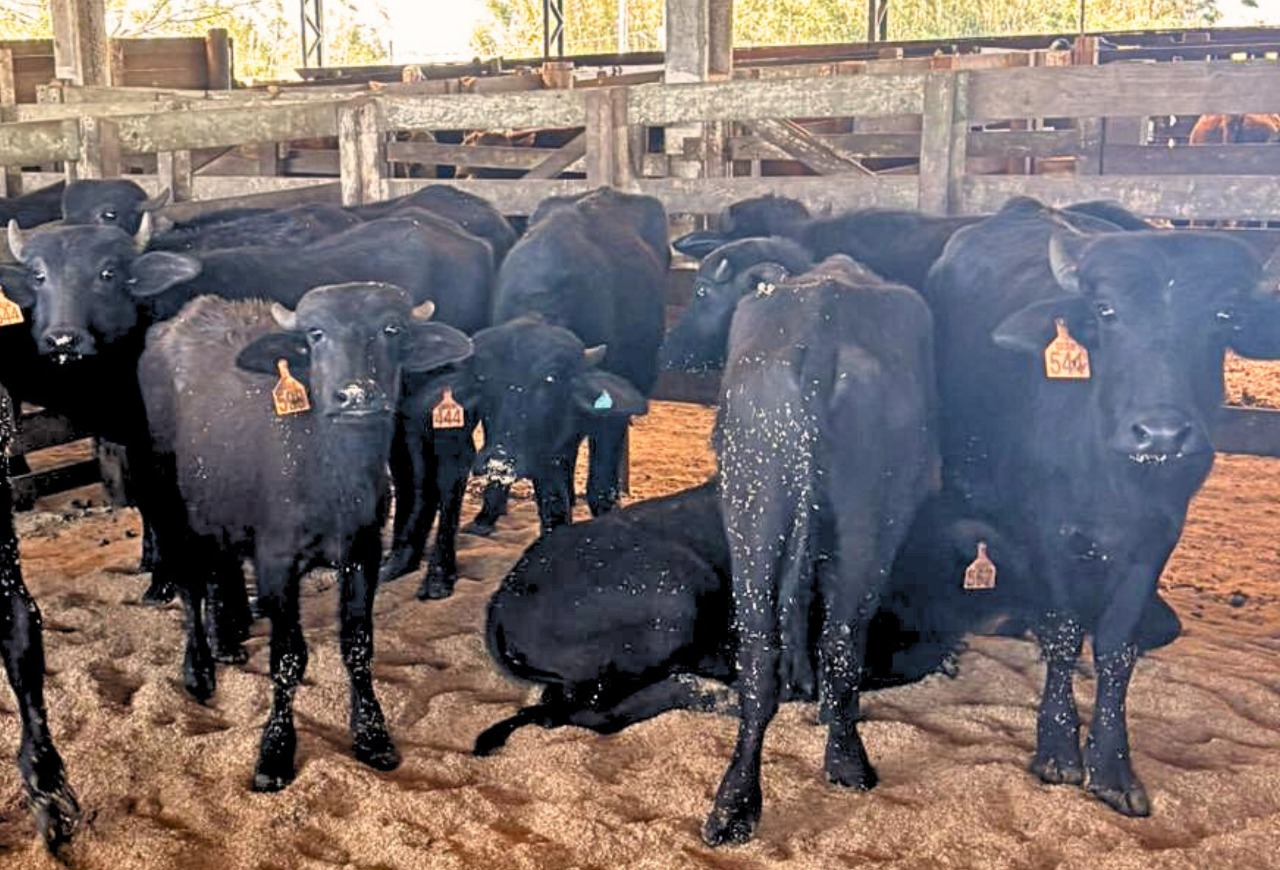 Búfalo alcança média de dez reais o quilo e se aproxima da cotação de bovinos no Sul
