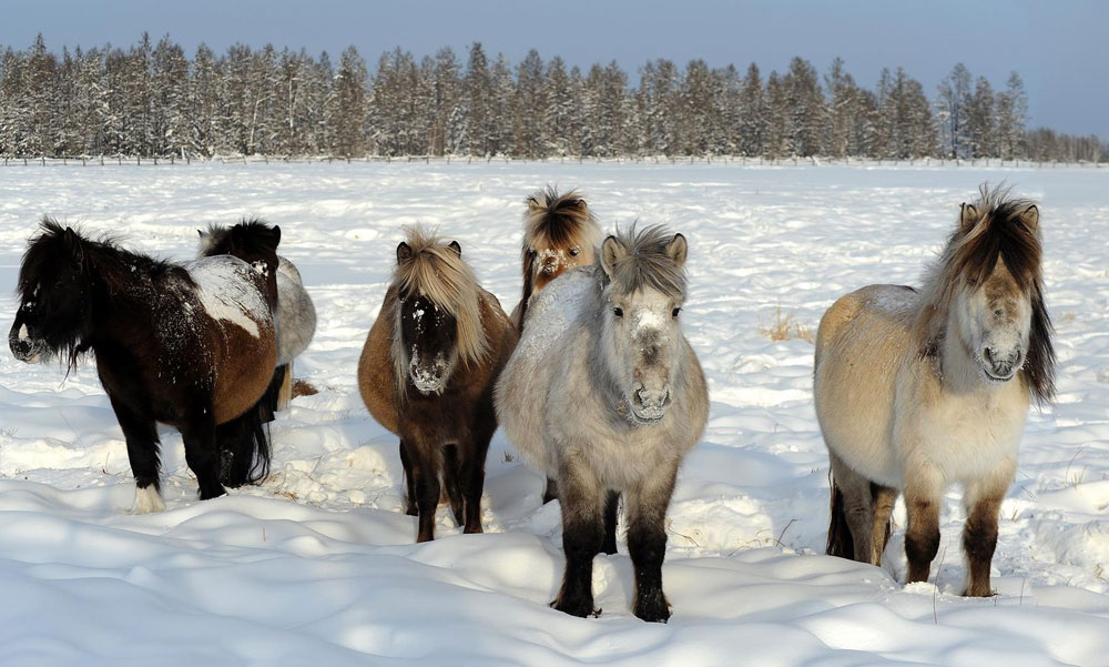 Conheça os cavalos do gelo: os Yakut dominam o frio mais extremo do planeta