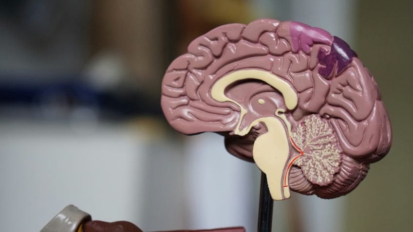Com IA, cientistas conseguem “prever” envelhecimento cerebral