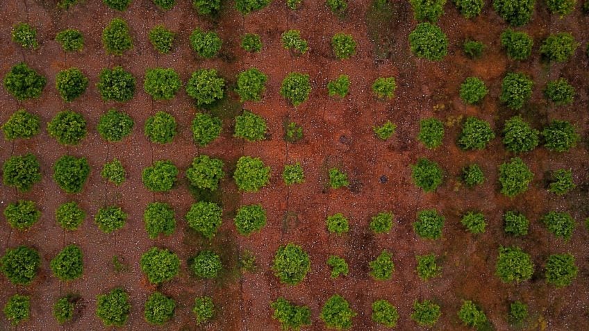 Carbono: diversidade vegetal mais que dobra fixação no solo