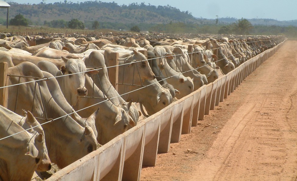 Indicadores que mostram se seu confinamento está no rumo certo