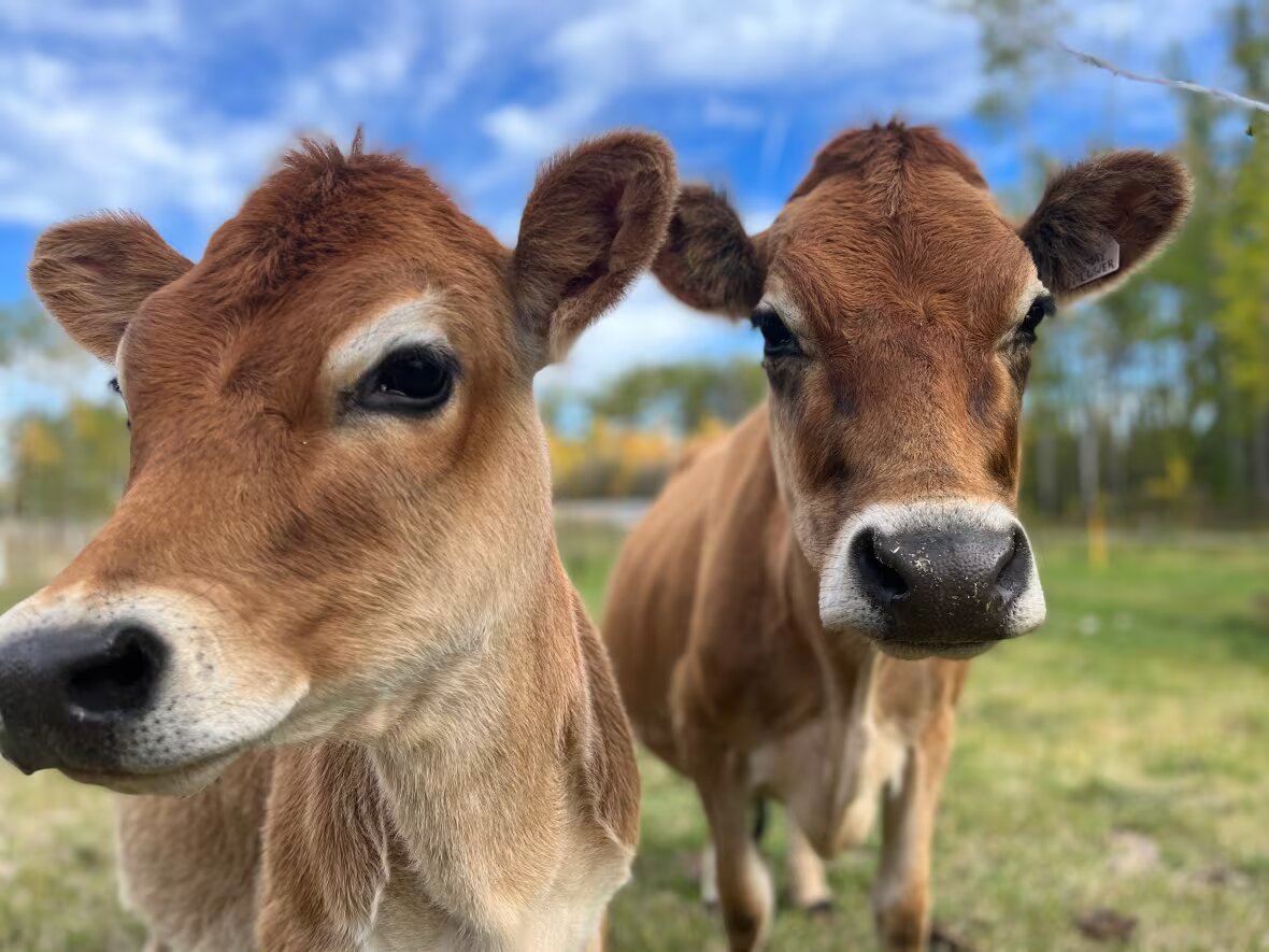 Pouco espaço, muito lucro: conheça os animais para pequenas propriedades