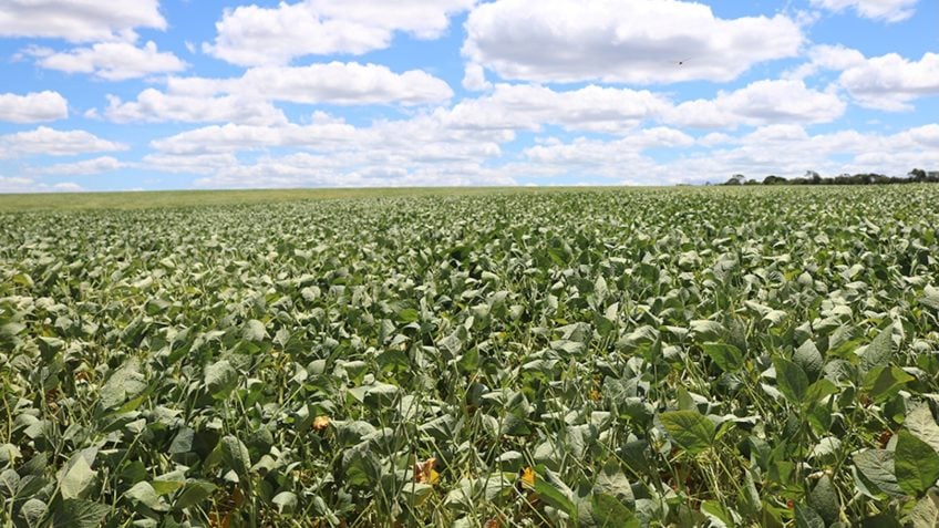 Bactéria da Caatinga vira insumo para proteger plantações da seca