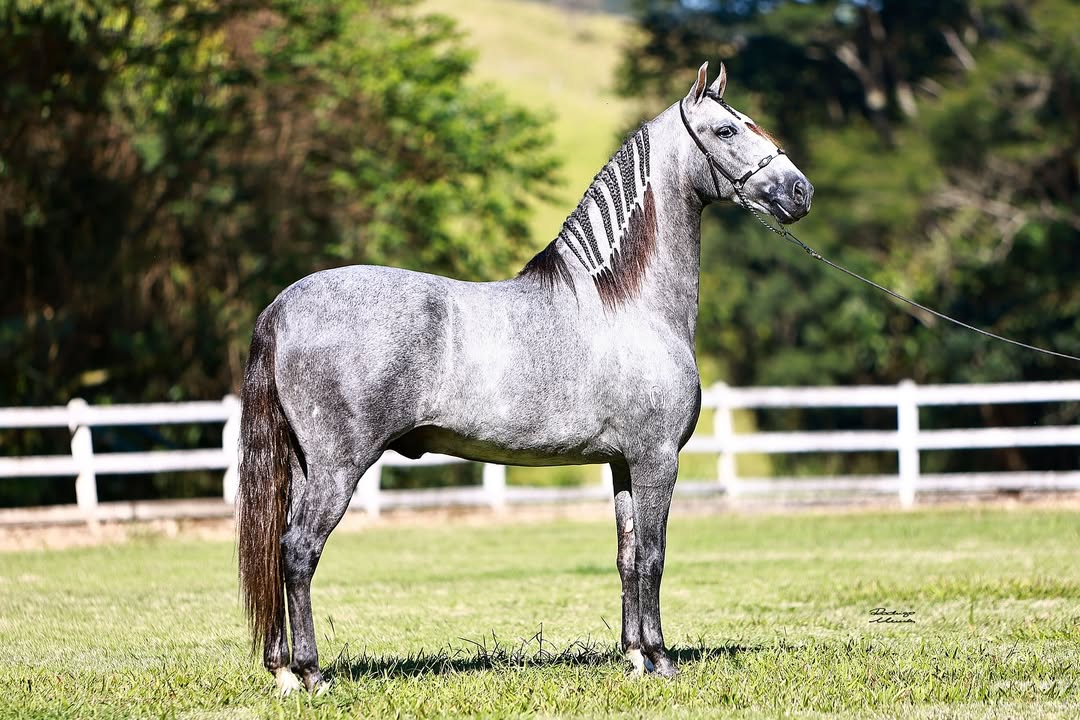 Confira os melhores cavalos Mangalarga Marchador eleitos na Nacional da raça; Vídeos