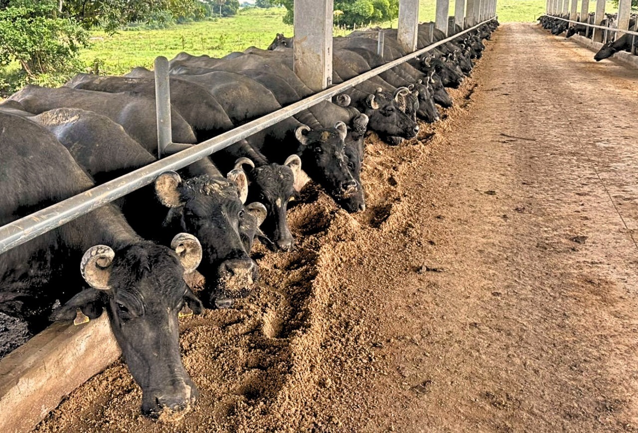 Laticínio do Recôncavo Baiano aumenta em 30% produção de leite de búfala