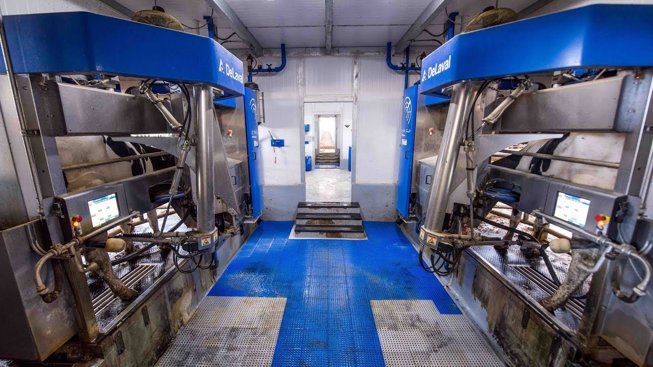Ordenha robótica: entenda como a tecnologia transforma a rotina da fazenda 