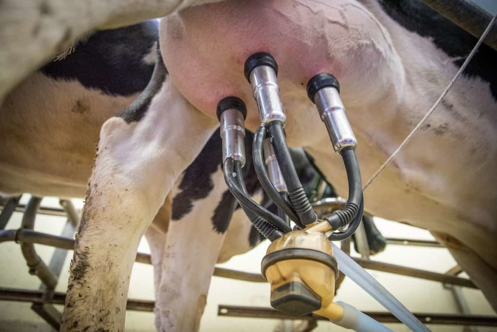País produz 1 a cada 4 copos de leite e lidera a produção mundial de leite; veja qual