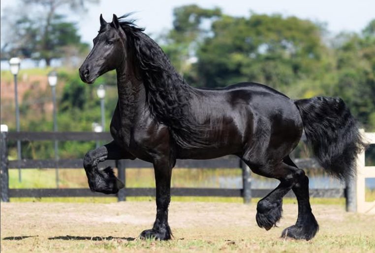 Conheça o cavalo Friesian, raça milionária criada pelo Gusttavo Lima no Haras Embaixador