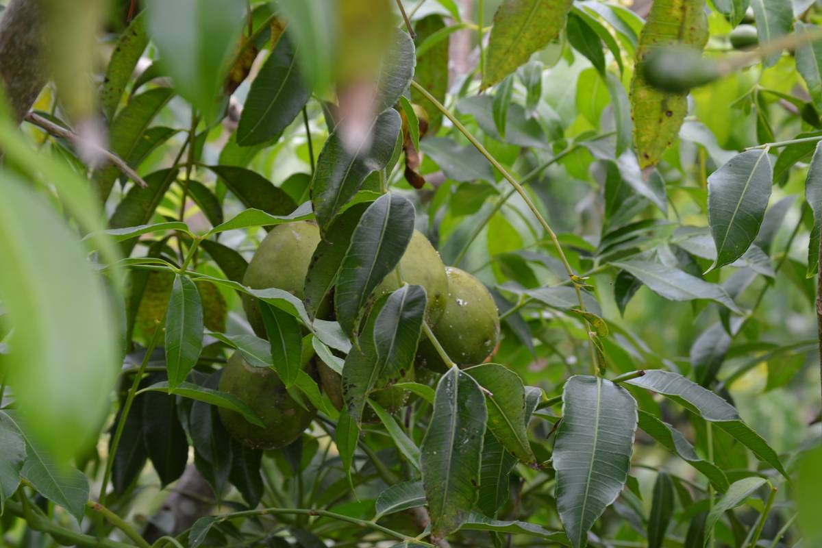 Fruta tropical ajuda no combate a inflamações e fortalece imunidade