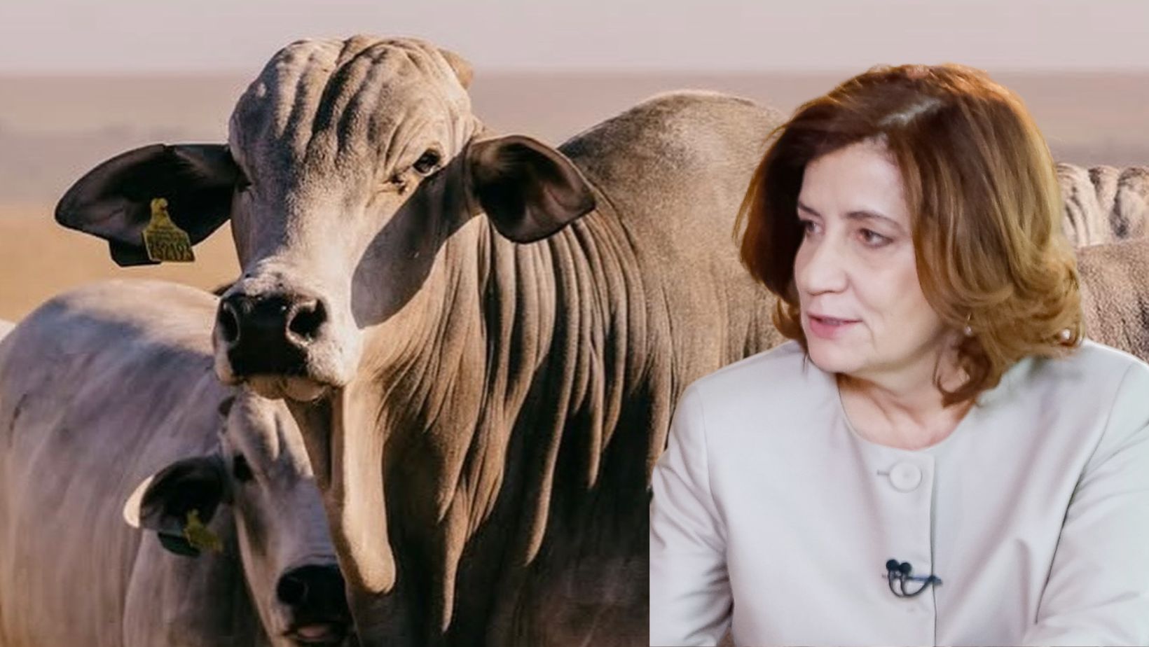 Miriam Leitão: pecuarista não é cúmplice do tarifaço