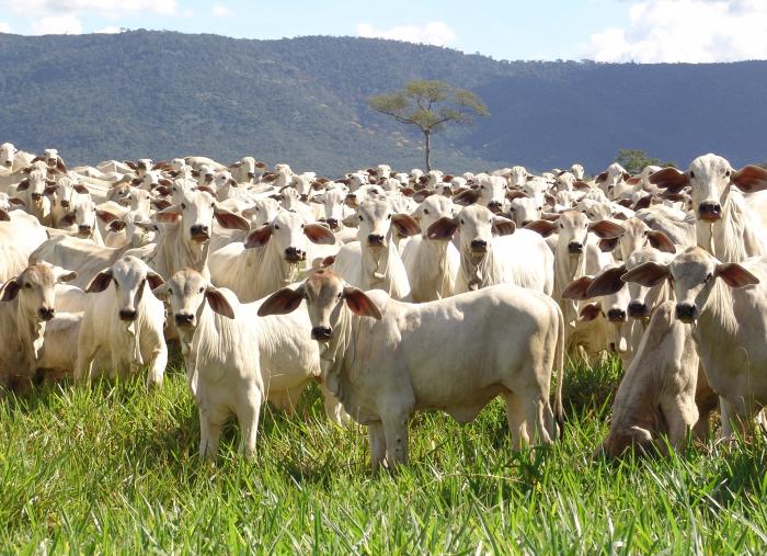 Mundo enfrenta “escassez de bezerros” e acende alerta para possível falta de carne bovina