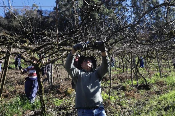 Agricultor enfrenta tumor cerebral e recebe ajuda de vizinhos para manter cultivo em Caxias