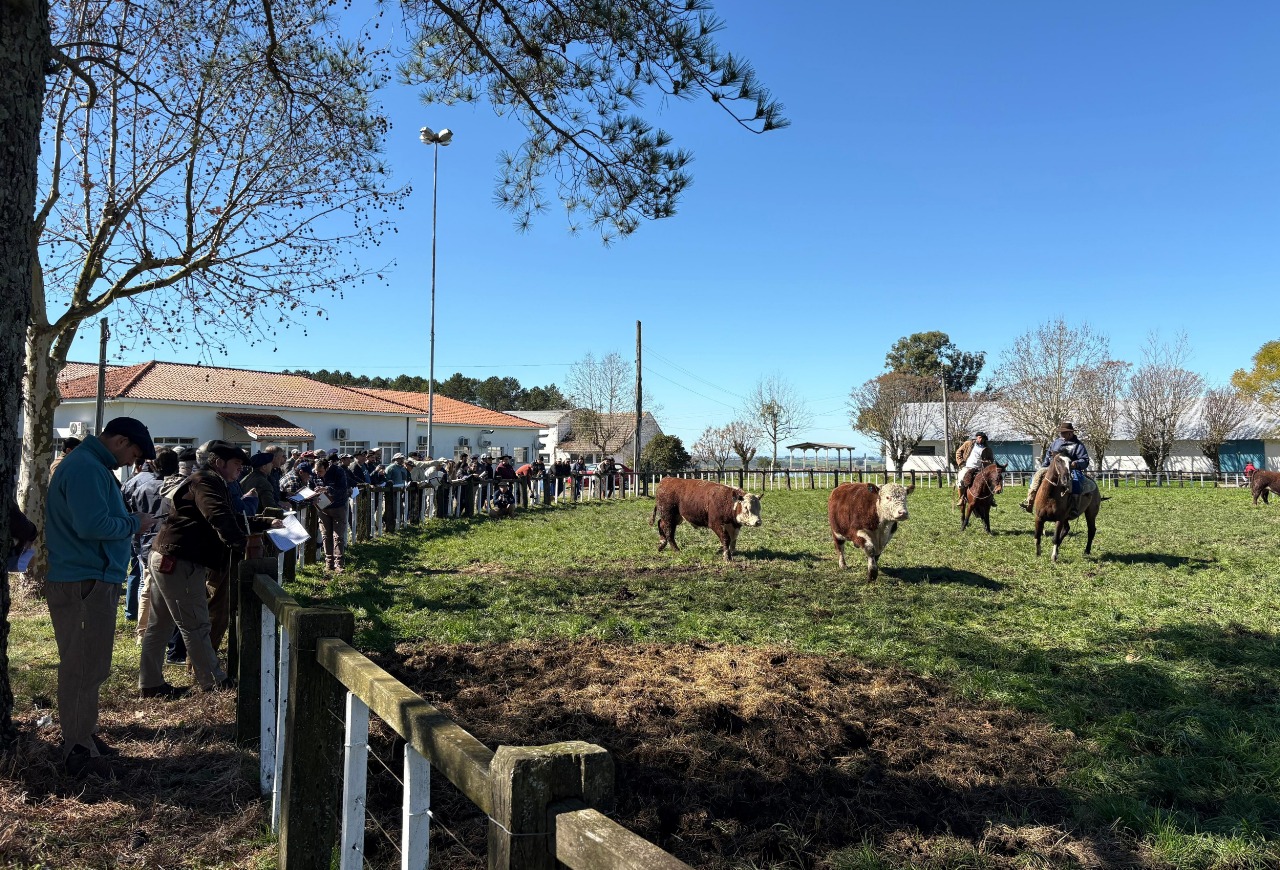 Criatório de Arambaré se destaca em Prova de Eficiência Alimentar Hereford e Braford