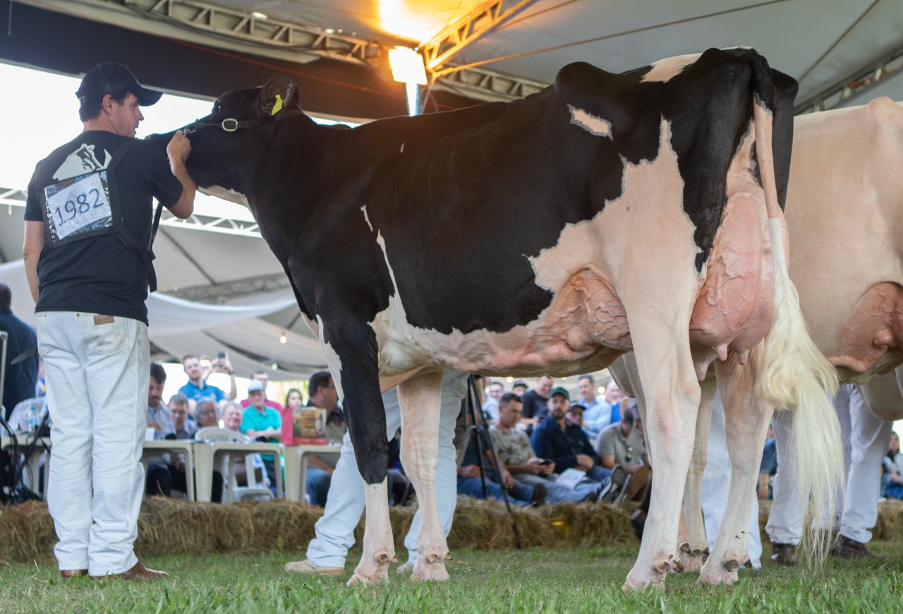 Raça Holandesa contabiliza 44% de aumento nos inscritos para a Expointer