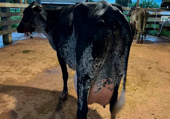 Produtores de Machadinho do Oeste garantem primeiros lugares em Concurso Leiteiro Regional do Vale do Jamari, RO