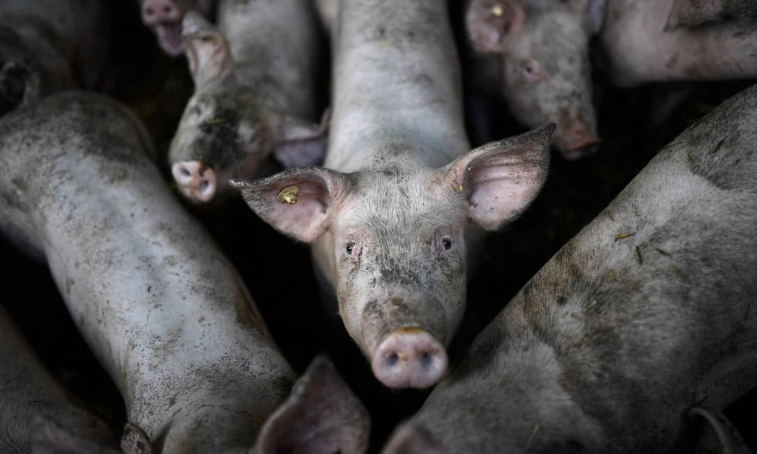 Fazendeiro é acusado de matar duas mulheres e alimentar porcos com os corpos