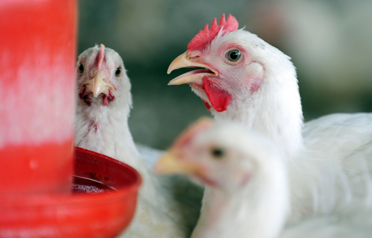 Impacto do ômega 3 nas rações de frango de corte