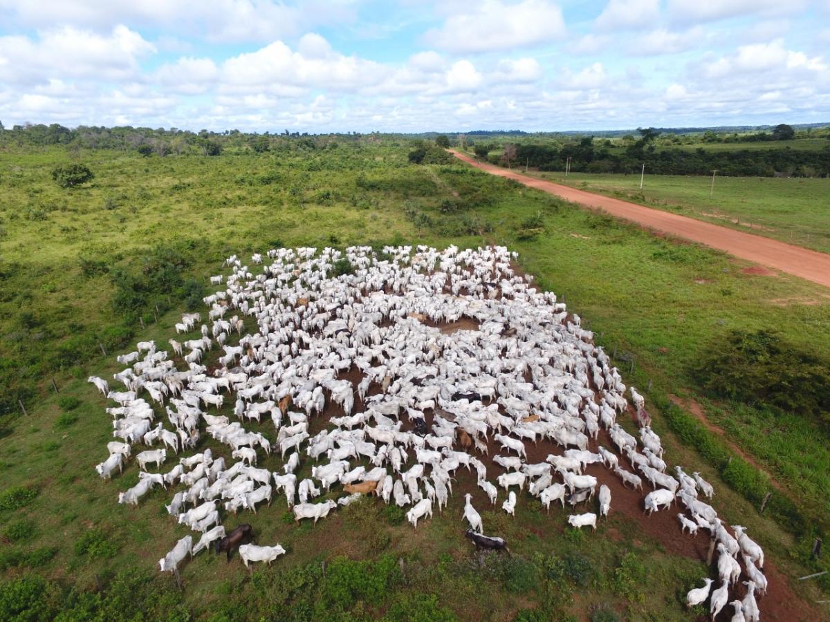 Justiça libera 60.000 cabeças de gado de empresário e cita garantia bilionária; entenda