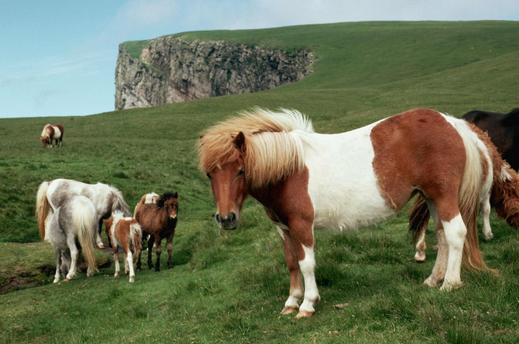 Conheça o pônei Shetland, o verdadeiro gigante em miniatura