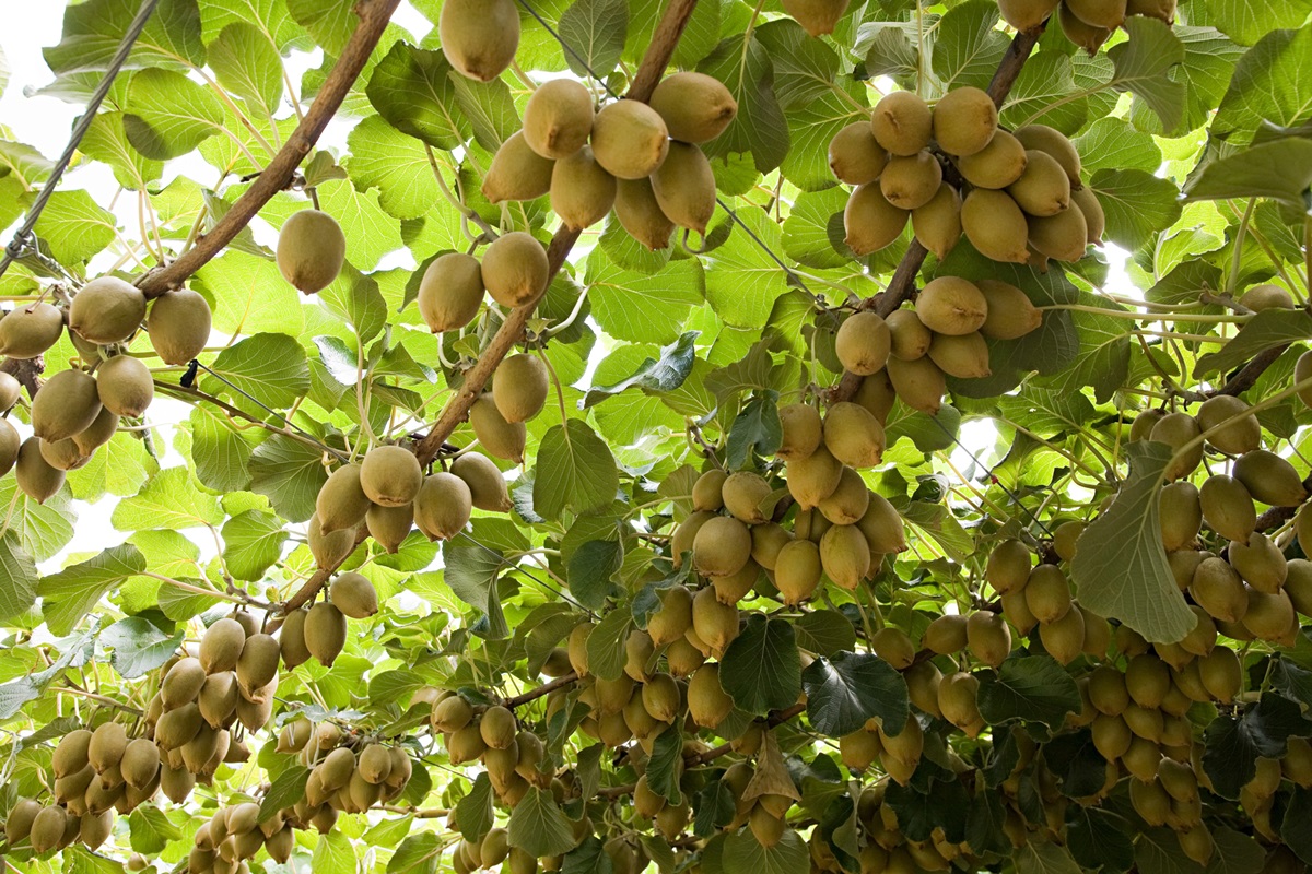 O que acontece se você comer 2 unidades dessa fruta antes de dormir
