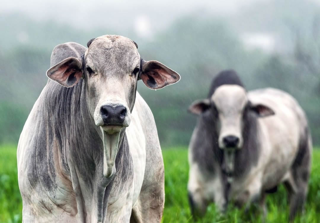 Pecuária brasileira é líder mundial e responsável por 1 a cada 5 quilos de carne bovina exportada