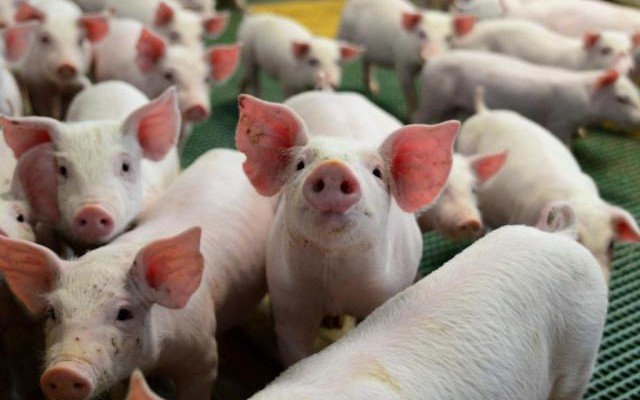 Panorama global e eficiência produtiva pautam Fórum da Suinocultura no Agroleite
