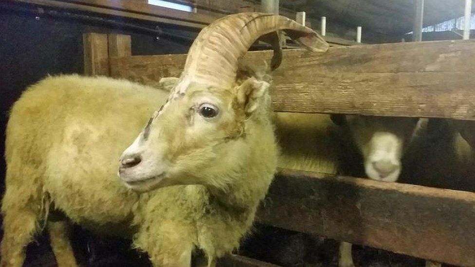 Unicórnio existe? Carneiro raro com chifre central choca criadores na Islândia