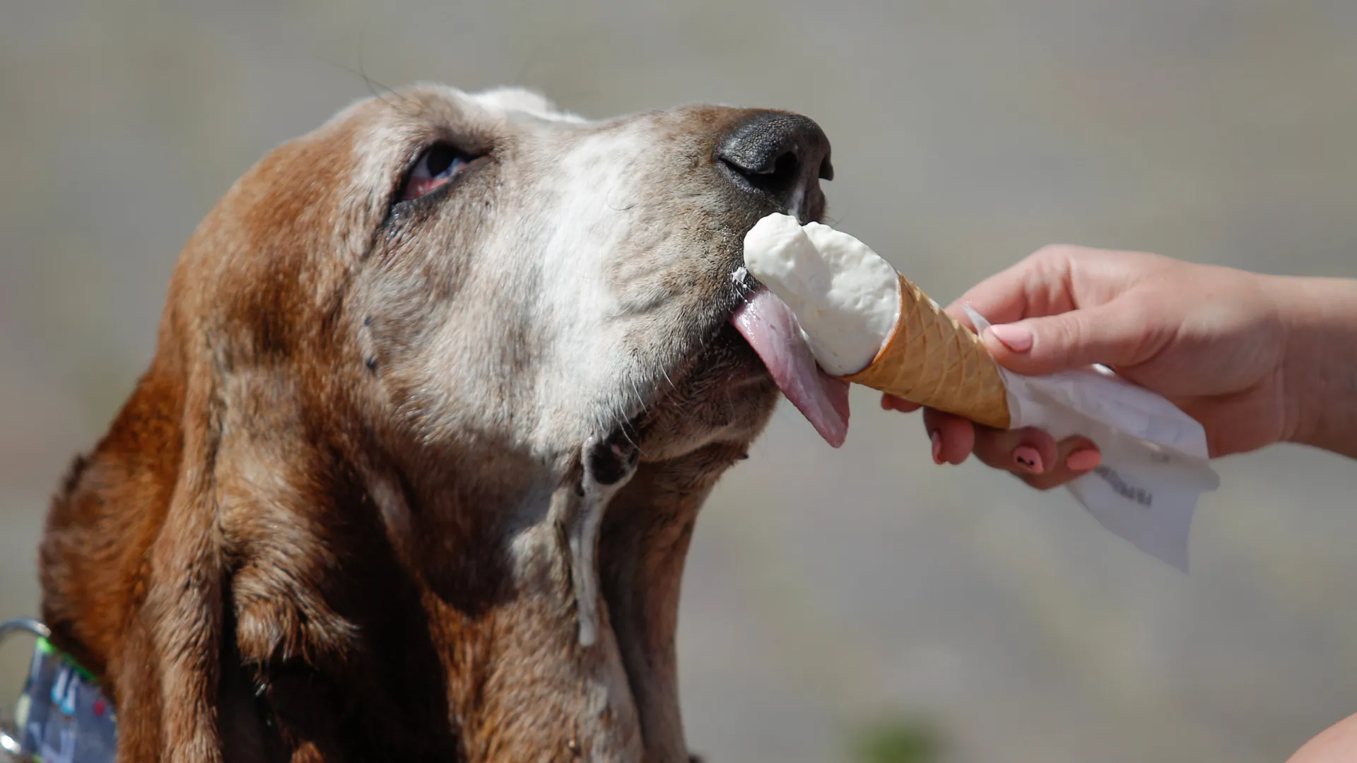 Os melhores e piores alimentos para dar ao seu cachorro
