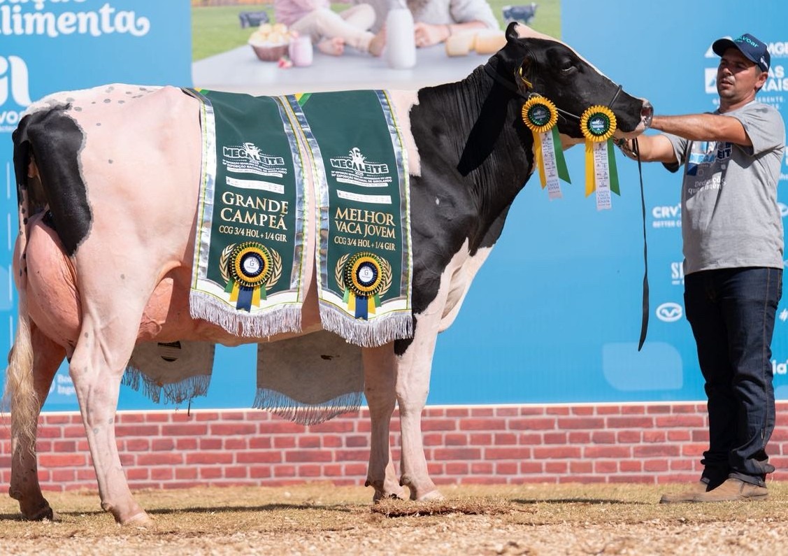 Conheça o criador que é excelência genética em gado Girolando; Fazenda SJ Lalu mira expansão