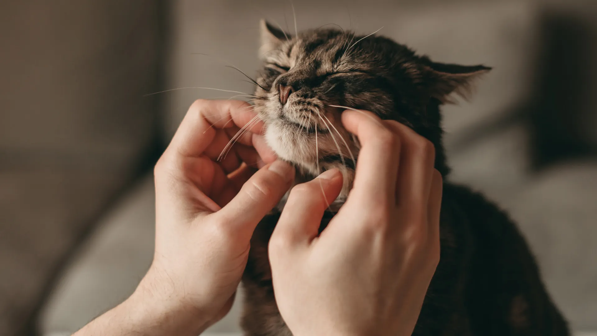 Descubra como é que um gato pode melhorar a sua saúde